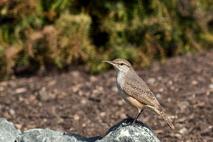 Rock Wren